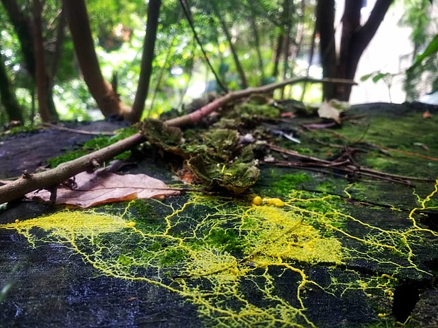 División Myxomycota