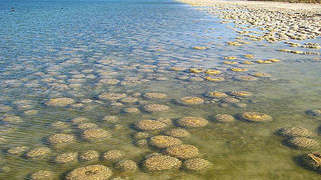 Aparició dels Estromatolits (fa 3.500 Ma)