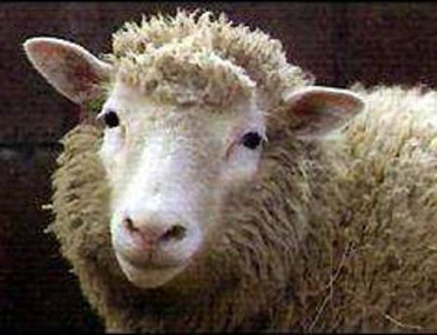 Dolly the Sheep is DEAD.....