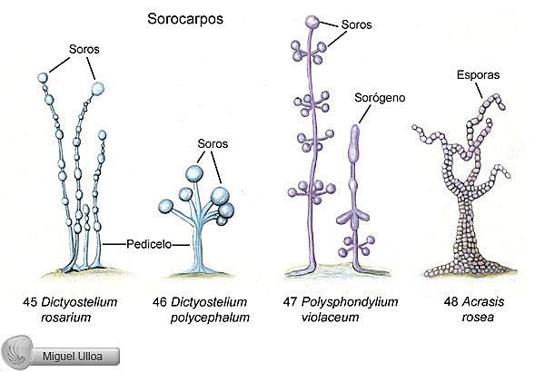 División Myxomycota