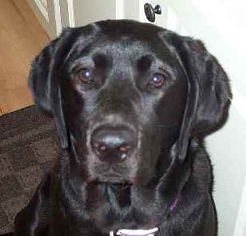 My dod was put down late last year i will miss him a lot