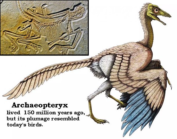 Primeros ceratopogónidos,