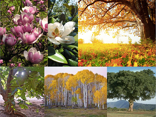 Auge de las Angiospermas