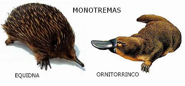 Primeros mamíferos monotremas