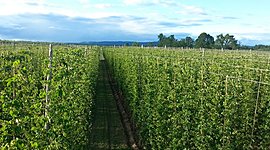 Timeline: Projet professionnel