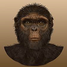 Ardipithecus Ramidus