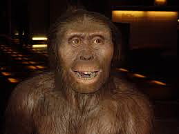 Australopithecus anamensis