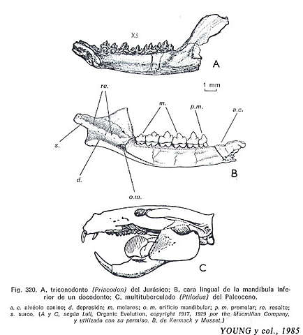 Se diversifican los mamíferos multituberculados. Primeros bivalvos de la familia Yoldiidae