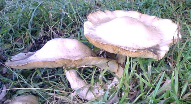 Subreino Eomycota: Glomeromicetes (división Glomeromycota)