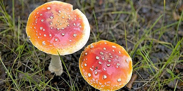 Subreino Neomycota: Basidiomicetes (división Basidiomycota).