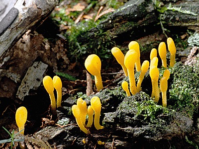 Subreino Neomycota: Ascomicetes (división Ascomycota)