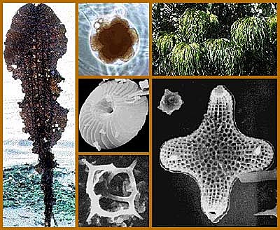 Reino Protozoa, Chromista y Fungi