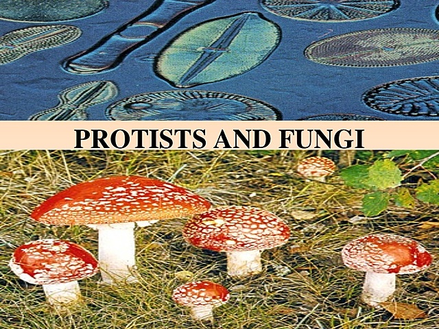 Reino Protozoa y Fungi