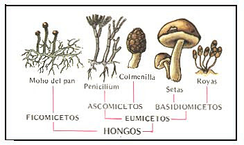Sistema Actualizado (Ruggiero et at)