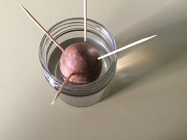 Semana 1: Siembra de semilla