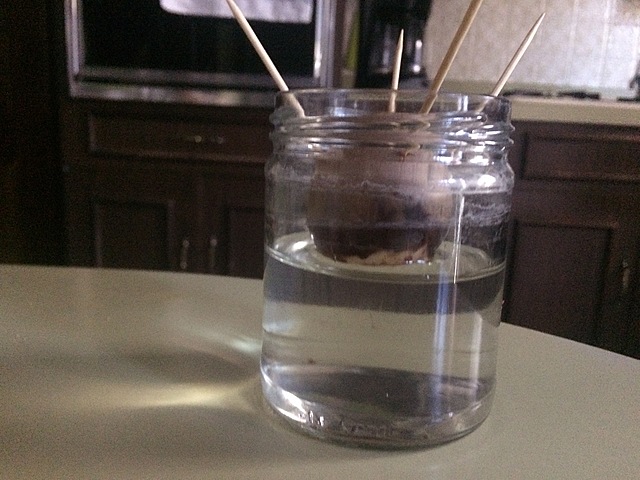 Semana 2: Germinación de la semilla