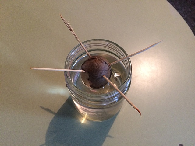 Semana 3: Apariencia de la semilla de Aguate