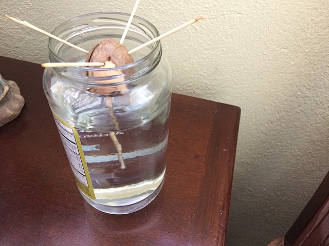 Semana 6: Apariencia de la raíz