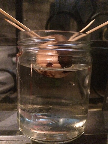 Semana 4: Aspecto físico de la semilla de Aguate