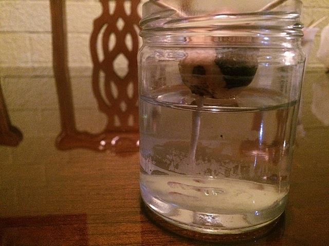 Semana 5: Crecimiento de raíz