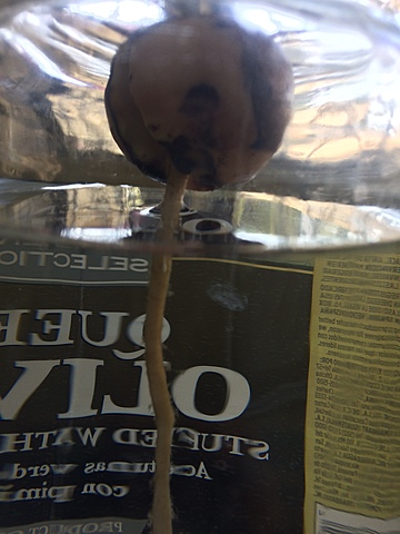 Semana 7: Crecimiento de la raíz