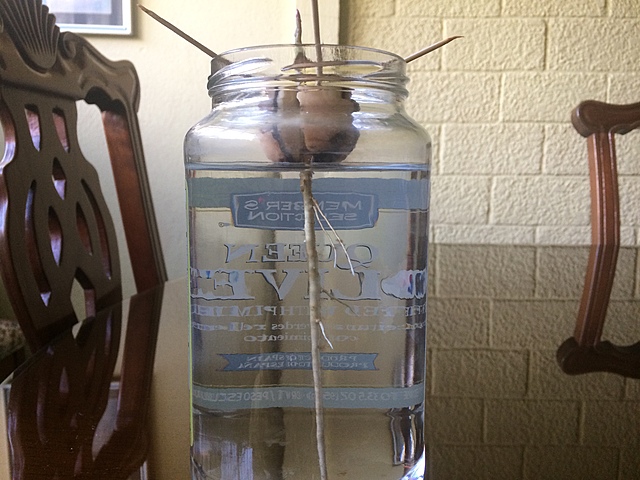 Semana 8: Crecimiento de vellos en la raíz