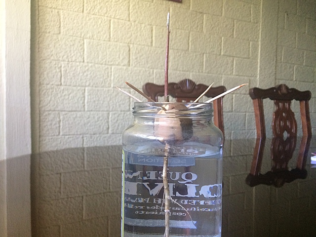 Semana 9: Crecimiento de la planta de Aguacate