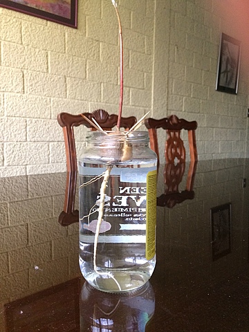 Semana 10: Crecimiento del tallo