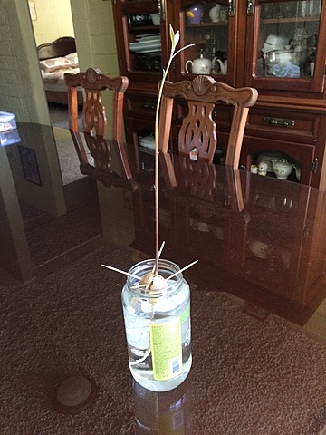 Semana 11: Aparición de primeras hojas en el tallo