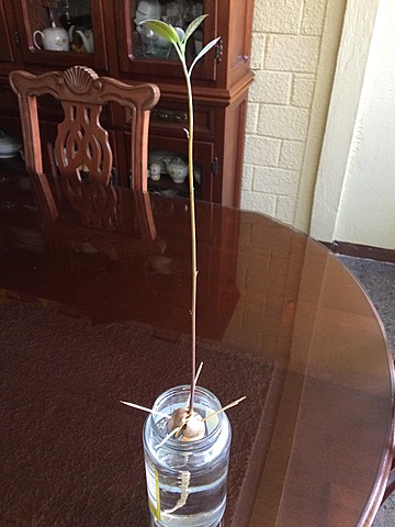 Semana 12: Crecimiento del tallo y tubérculos en la raíz