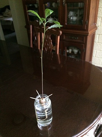 Semana 13: Crecimiento de las hojas y del tallo