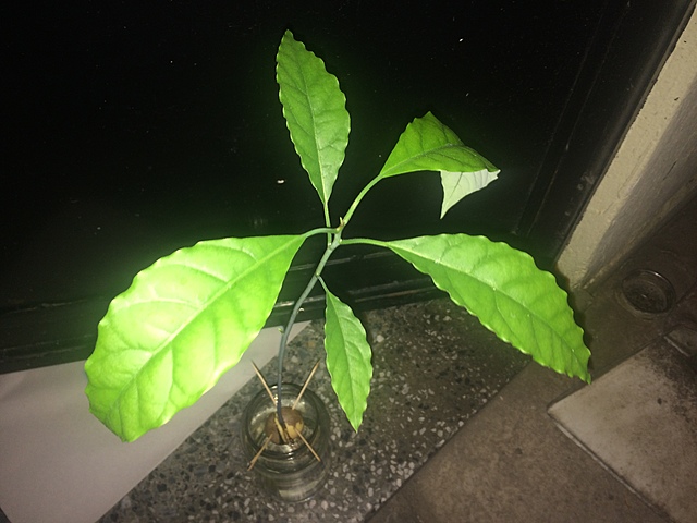 Semana 14: Cambio en cantidad y tamaño de las hojas