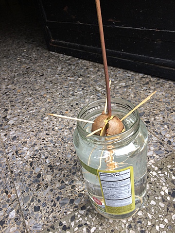 Semana 15: Crecimiento de protuberancias en la raíz y crecimiento en tamaño de las hojas