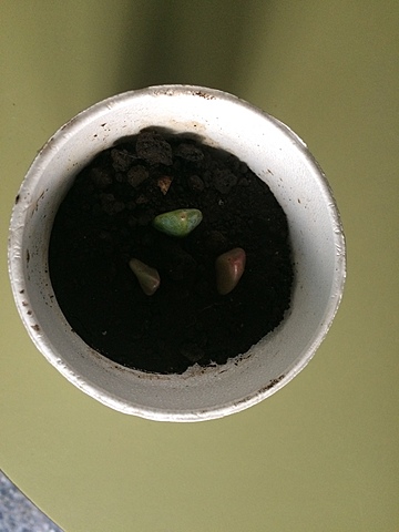 Semana 3: Apariencia de las hojas después de dos semanas