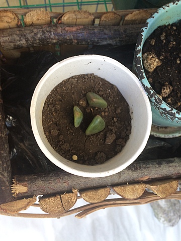 Semana 6: Hidratación de la siembra