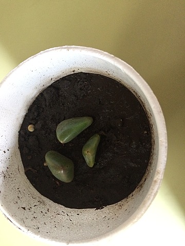 Semana 7: Cambios físicos en la siembra