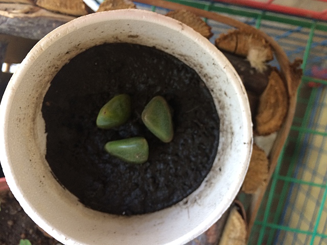 Semana 8: Rasgos físicos de las hojas de Suculentas