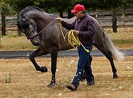 Domesticación del caballo