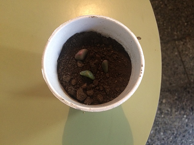 Semana 9: Cambio del ambiente físico de la siembra