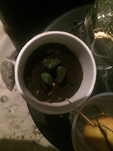 Semana 10: Reacondicionamiento del espacio físico para ubicar la siembra