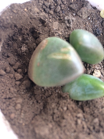 Semana 5: Cambio en la consistencia de una hoja