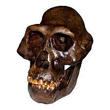 Características Físicas y Biológicas AUSTRALOPITHECUS AFARENSIS