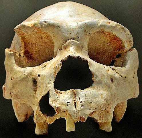 Alimentación HOMO HEIDELBERGENSIS