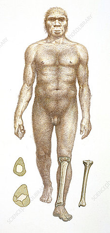 Características Físicas y Biológicas HOMO HEIDELBERGENSIS