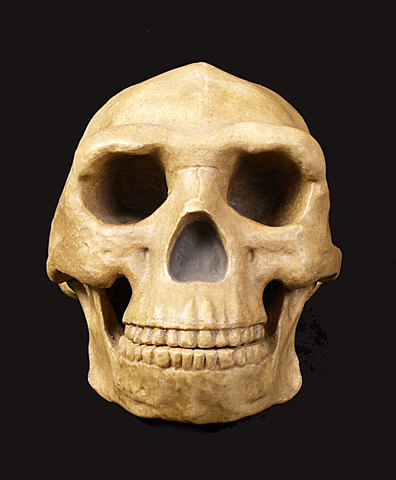 Homo neanderthalensis