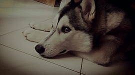 Timeline: Mi Biografía