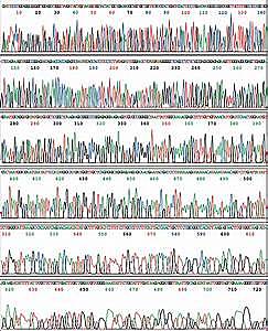 Secuencia del Genoma