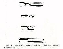 Entrecruzamiento genético