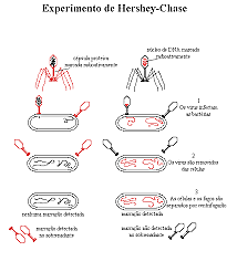 Experimento Hershey-Chase