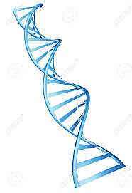 James D. Watson y Francis Crick